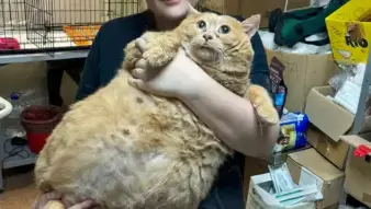 デブ猫